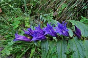 17 Gentiana asclepiadea L. - Genziana asclepiade